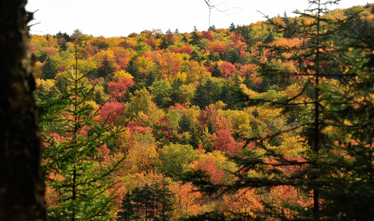 Hike up Mt. Cabot [122 mm, 1/500 sec at f / 7.1, ISO 400]